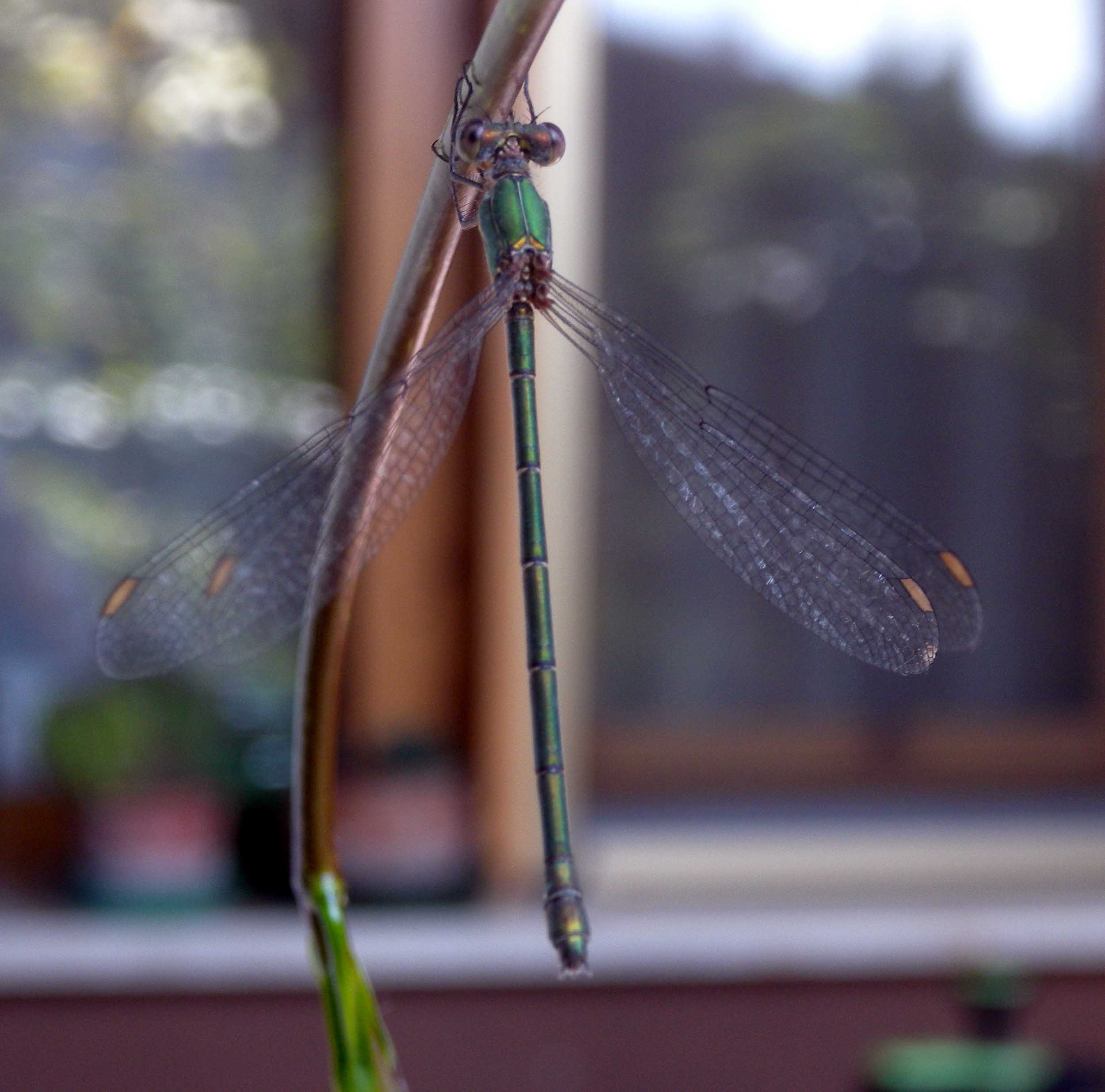Che specie ? femmina di Chalcolestes viridis